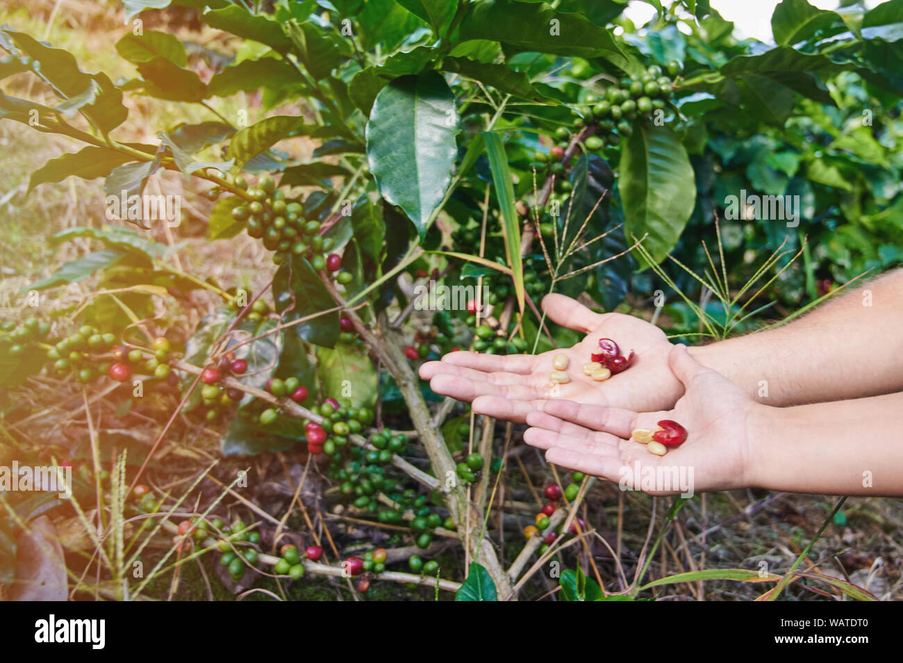 Le mani con il rosso di bacche di caffè su albero sfondo vegetale Foto Stock