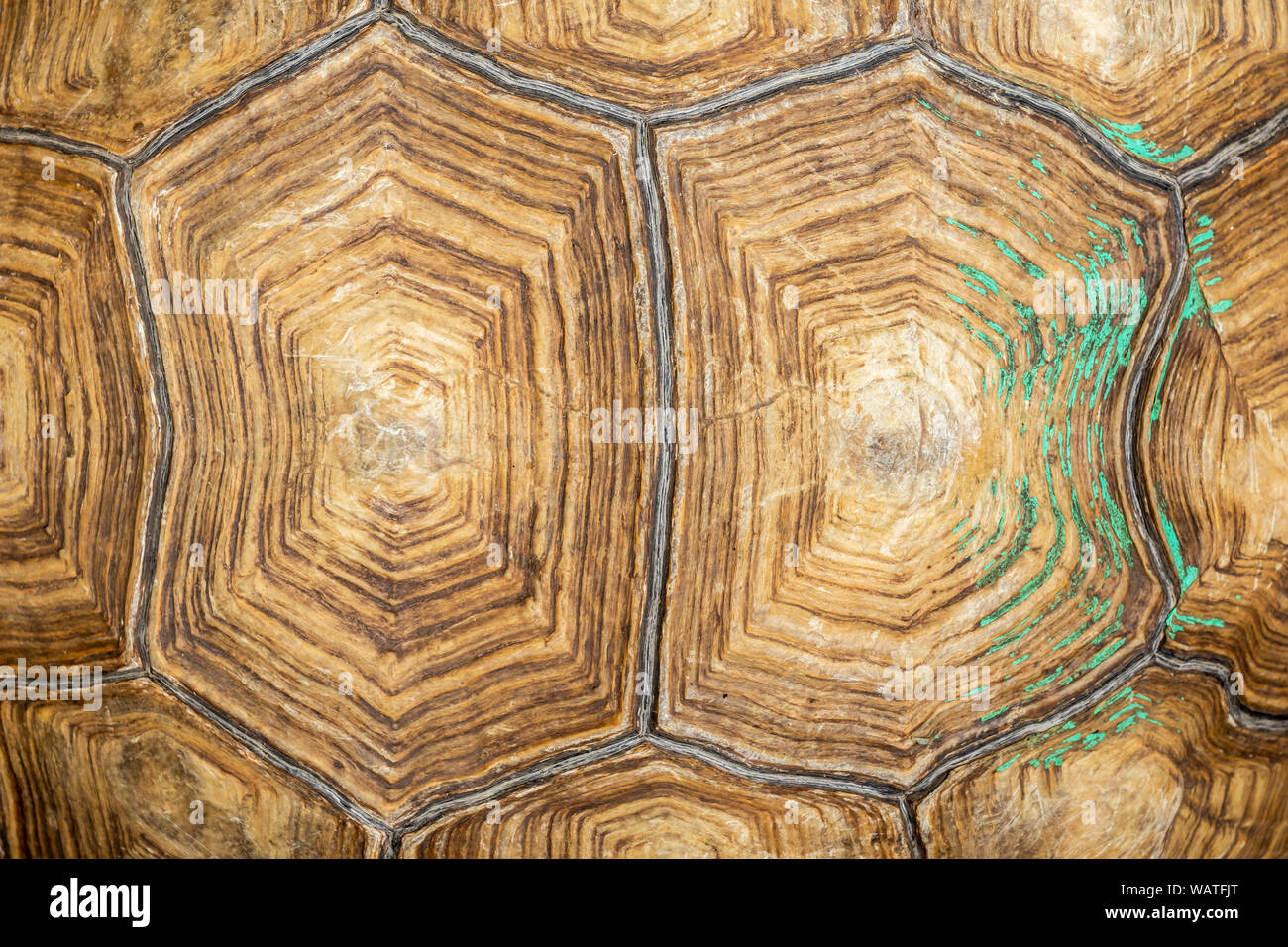 Vista dall'alto guscio di tartaruga e pattern di sfondo. Foto Stock