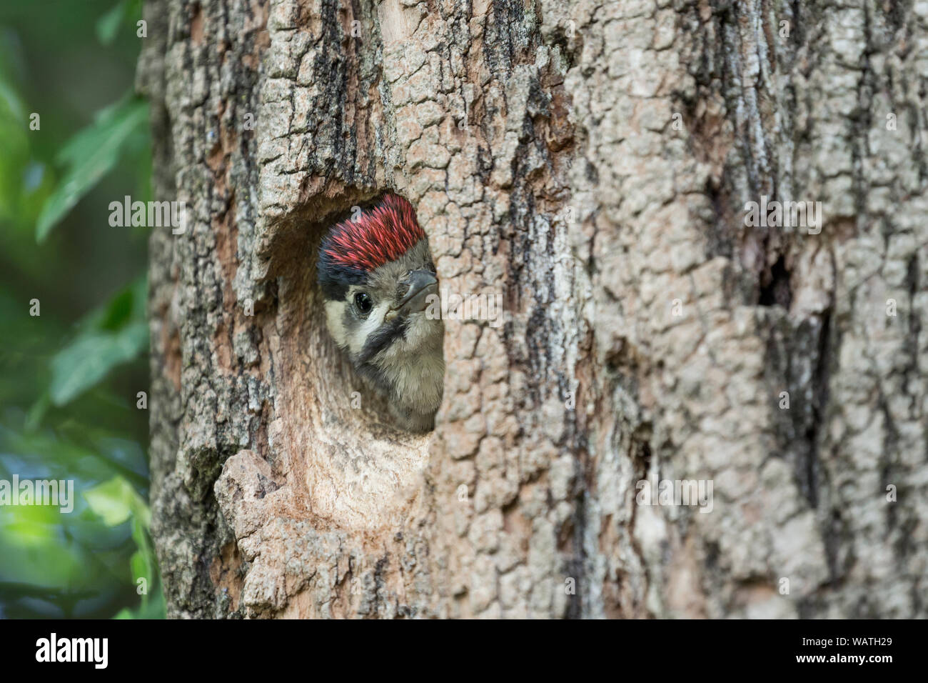 Il mio nido, la mia casa. Ritratto di picchio rosso maggiore (Dendrocopos major) Foto Stock