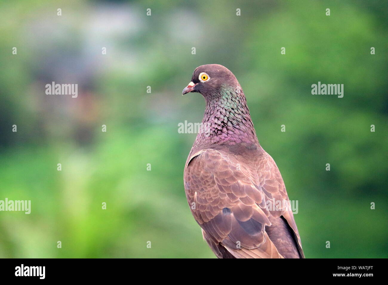 Pigeon è un bellissimo uccello. Foto Stock