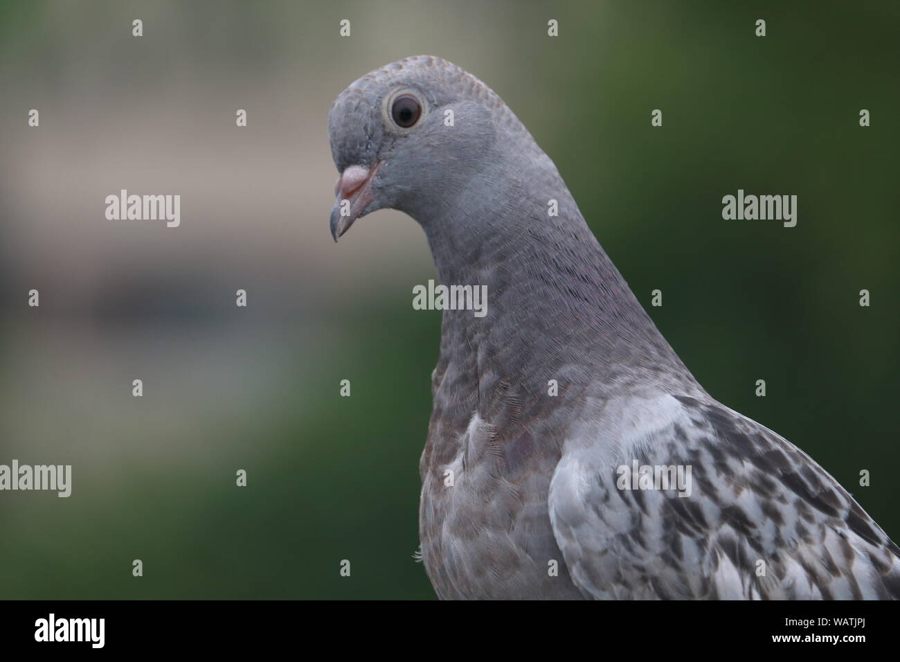 Pigeon è un bellissimo uccello. Foto Stock