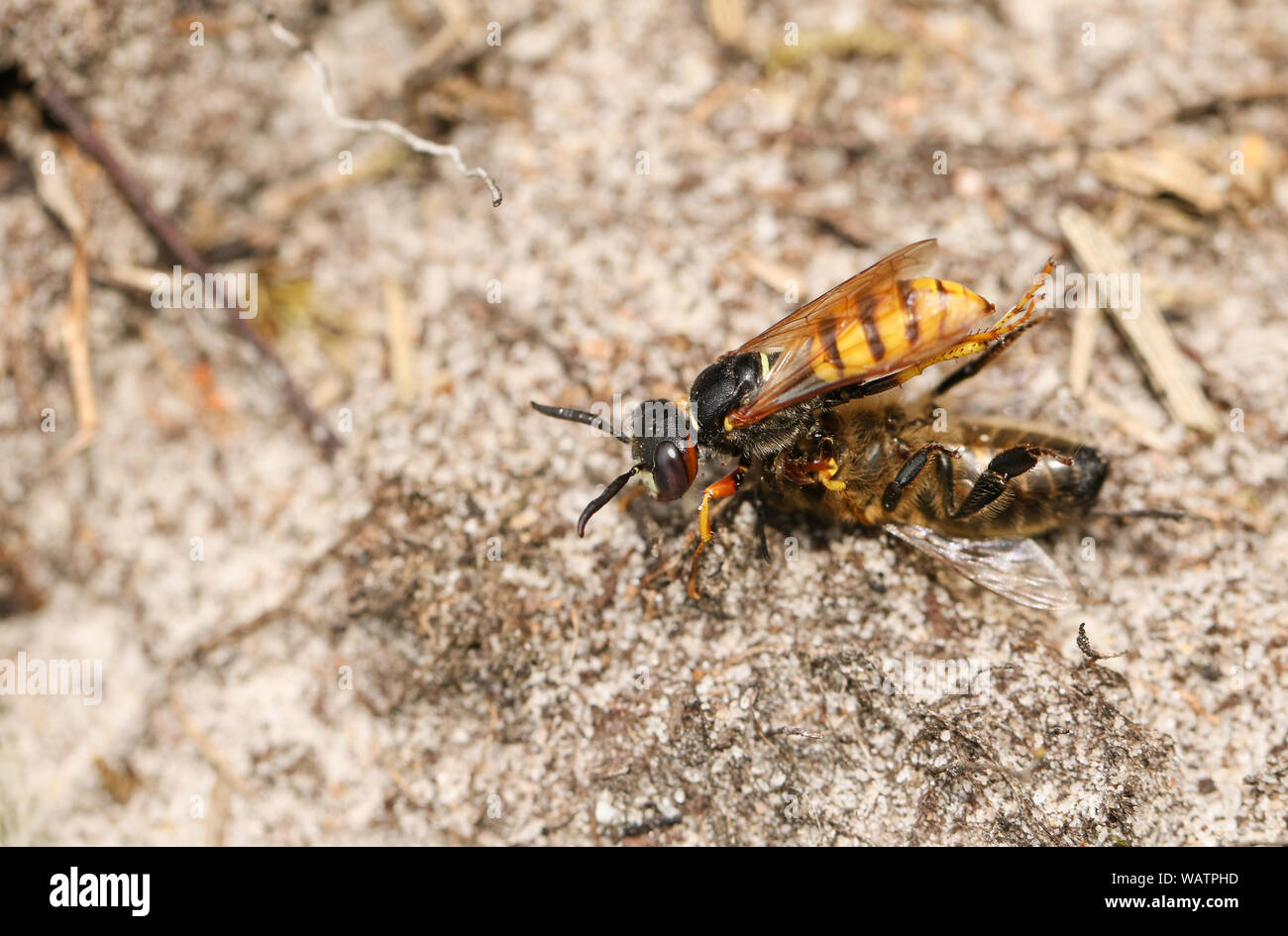 Un lupo Bee Wasp, Philanthus triangulum, con la sua preda che ha appena preso un lavoratore il miele delle api, Apis mellifera. Foto Stock