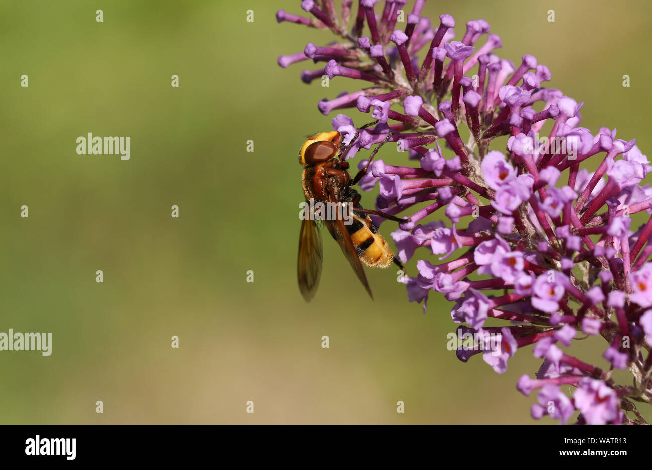 Un grande hornet mimare Hoverfly, Volucella zonaria, nectaring su un Buddleia flower. Foto Stock