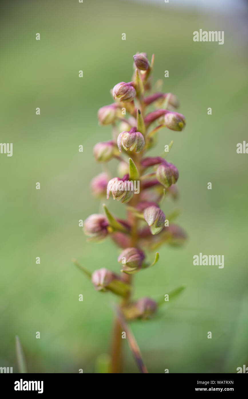 Coeloglossum viride, rana orchid su sfondo verde Foto Stock