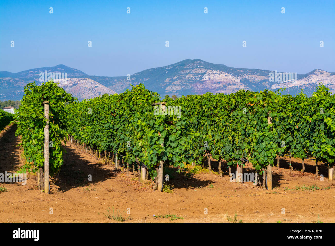 Vigneto con crescente di colore rosso o rosa di uve da vino nella regione Lazio, l'Italia, Sirah, Petit Verdot, uve Cabernet Sauvignon Foto Stock