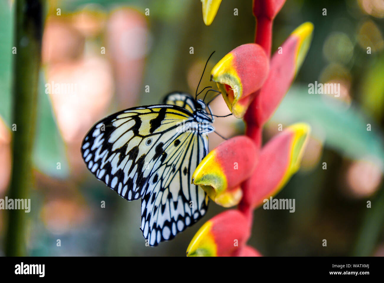 Una farfalla dalle Filippine, girato in Bohol isola vicino a una foresta. Il giallo e il nero farfalla posata su un colore rosso fiore. Foto Stock