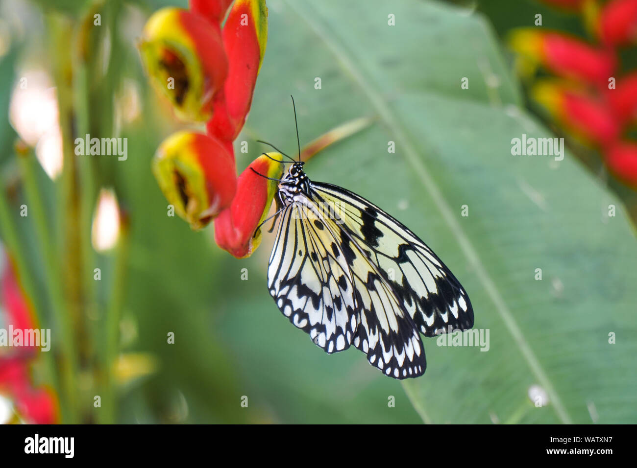 Una farfalla dalle Filippine, girato in Bohol isola vicino a una foresta. Il giallo e il nero farfalla posata su un colore rosso fiore. Foto Stock