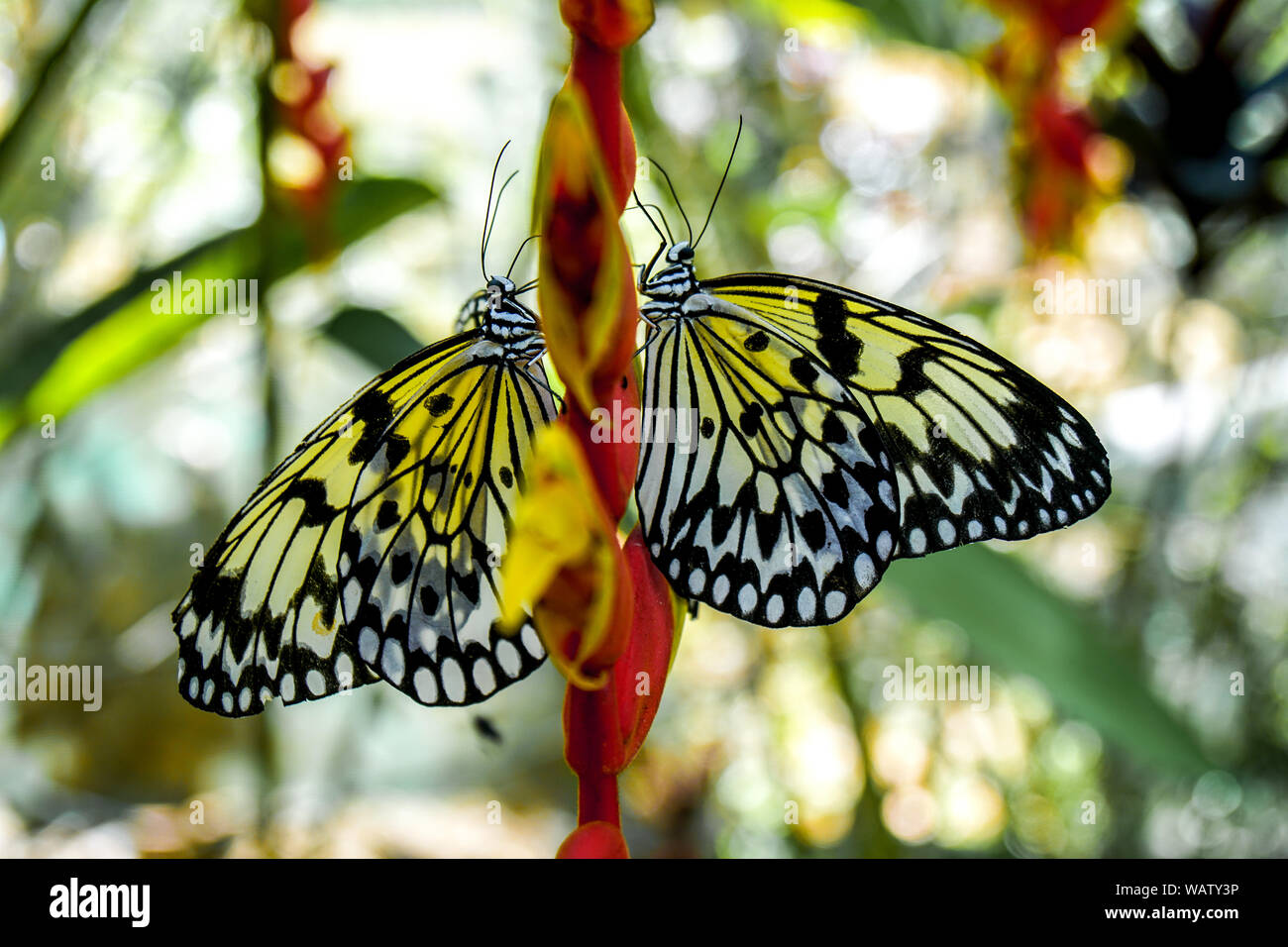 Una farfalla dalle Filippine, girato in Bohol isola vicino a una foresta. Il giallo e il nero farfalla posata su un colore rosso fiore. Foto Stock