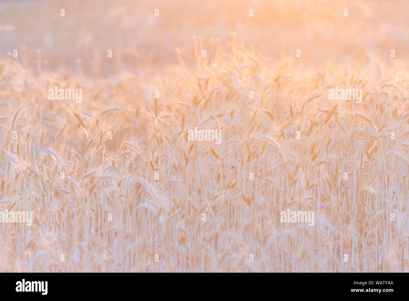 Mature campo di grano al tramonto illuminato da golden sun raggi. Fattoria di grano pronti per essere raccolti. Sfondo agricolo, copia spazio per il testo Foto Stock