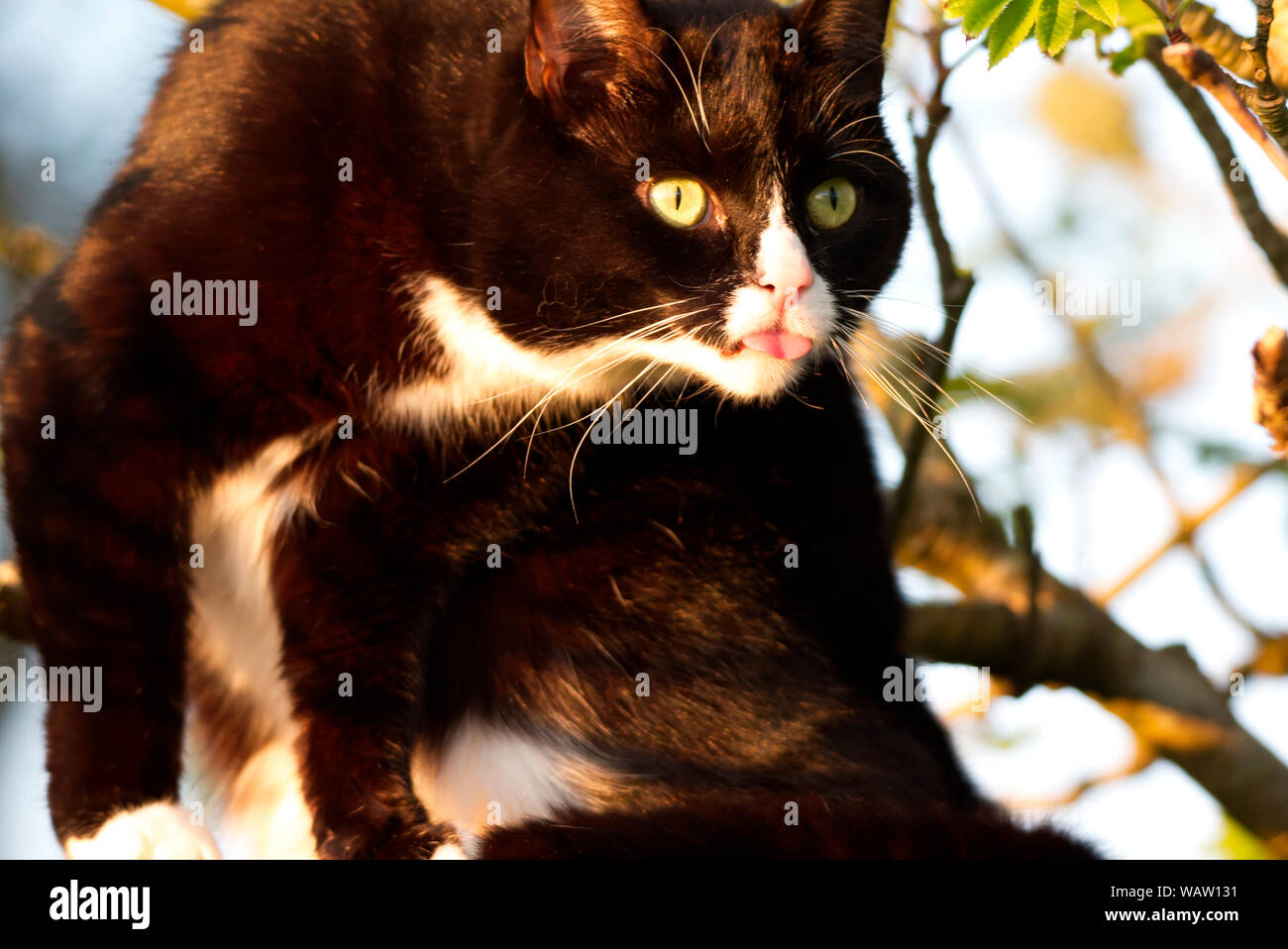 Cat con la lingua fuori mentre è seduto su una parete Foto Stock