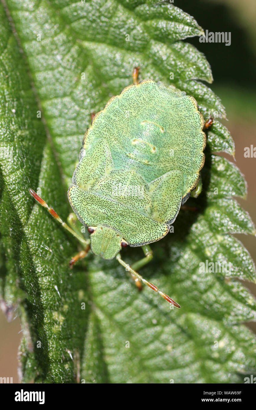 Comune di schermo verde Bug ninfa - Palomena prasina Foto Stock