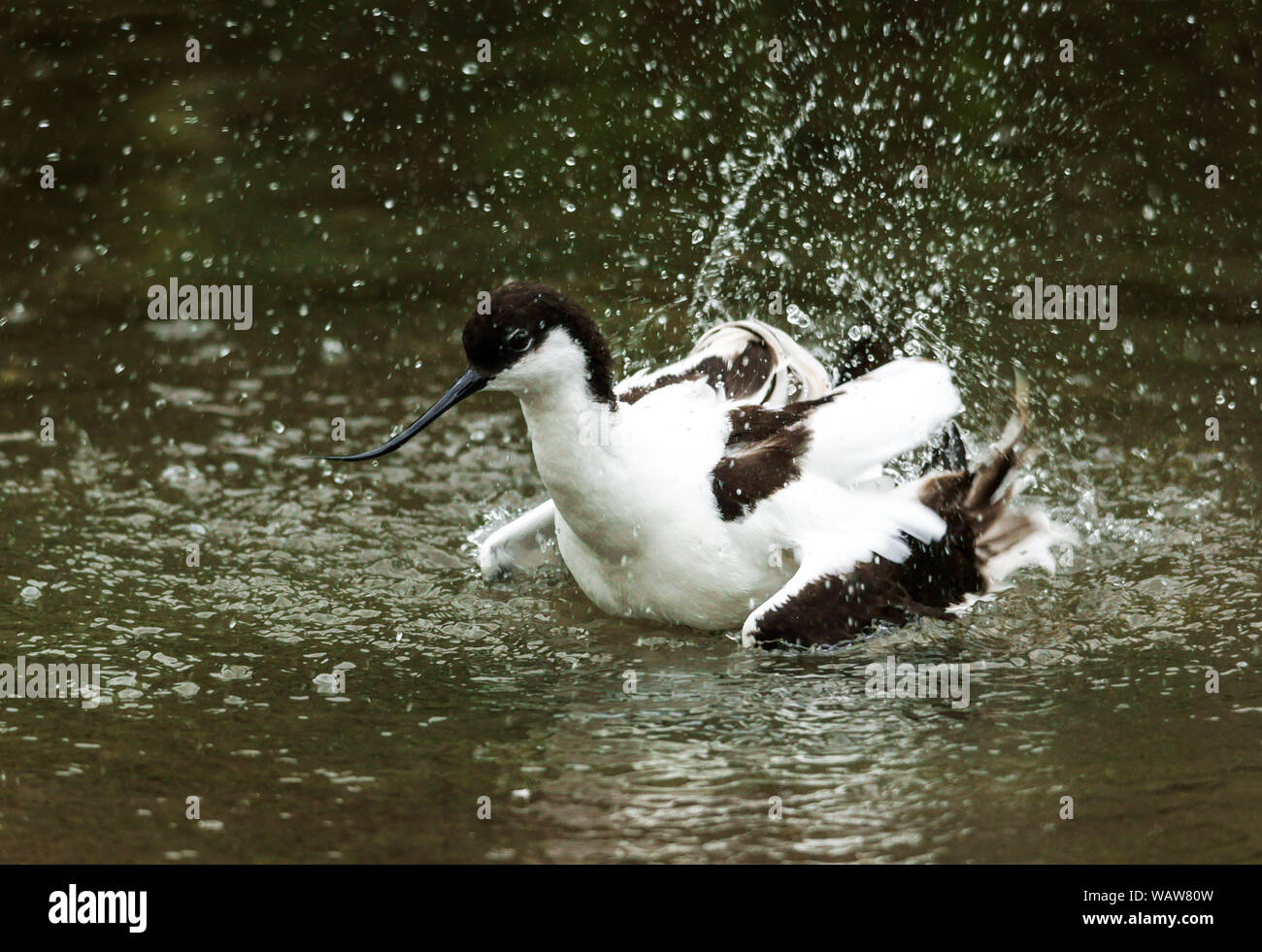 Avocet (Recurvirostra avosetta) adulto la balneazione. Foto Stock