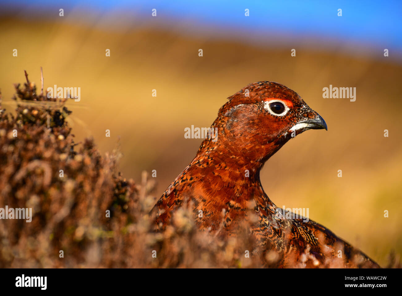 Red Grouse in heather Foto Stock