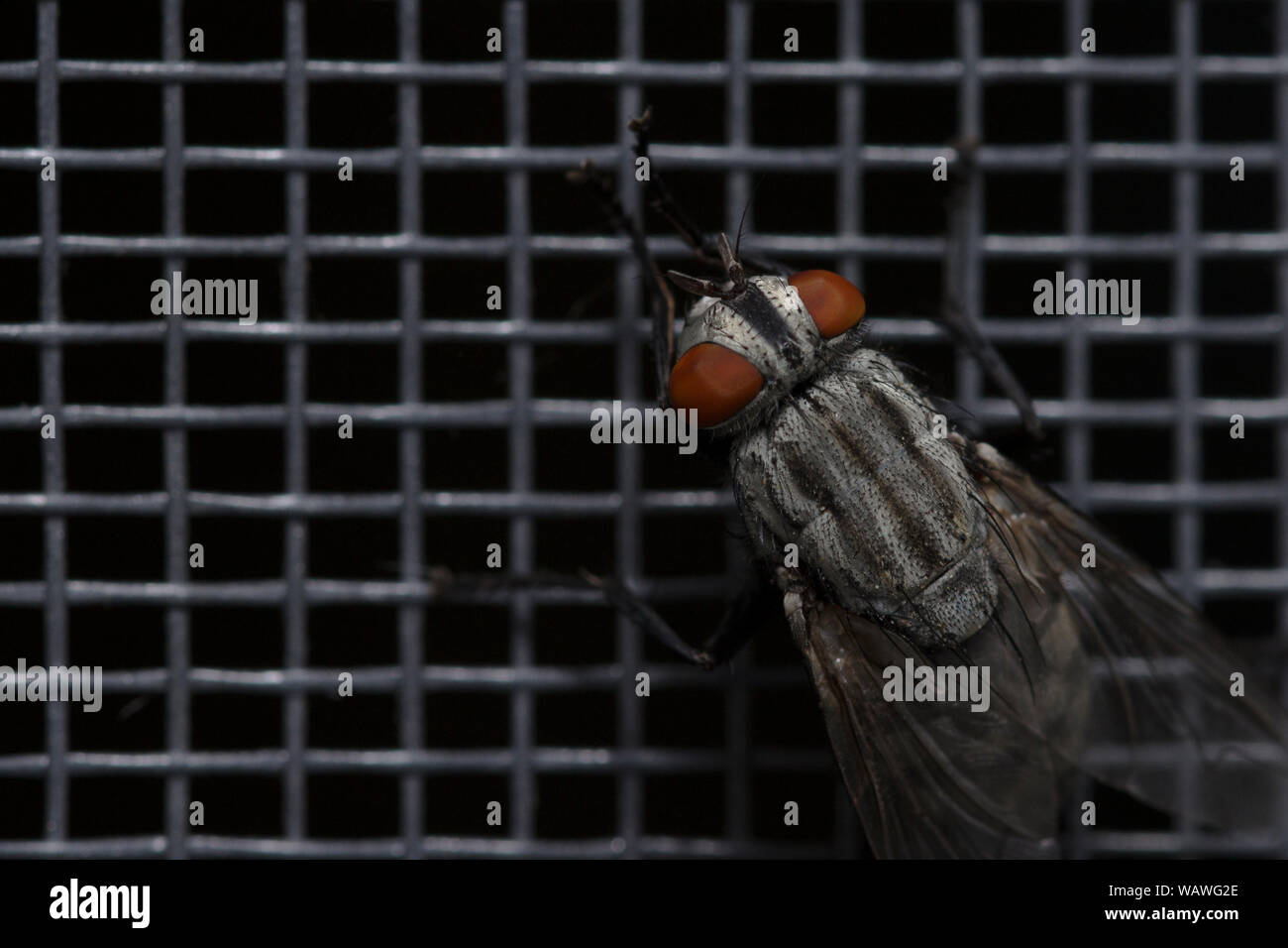 Fly close up, insetto macro. Insetti sfondo dello schermo. Le mosche sono gli insetti portatori di colera. Vivere di accessori da cucina, frutta e verdura e Foto Stock