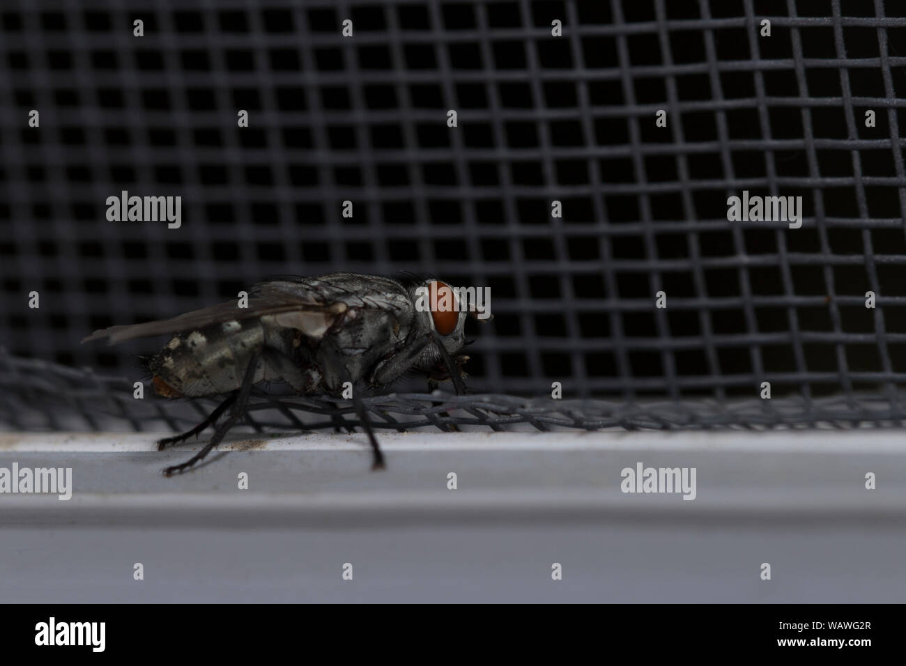 Fly close up, insetto macro. Insetti sfondo dello schermo. Le mosche sono gli insetti portatori di colera. Vivere di accessori da cucina, frutta e verdura e Foto Stock