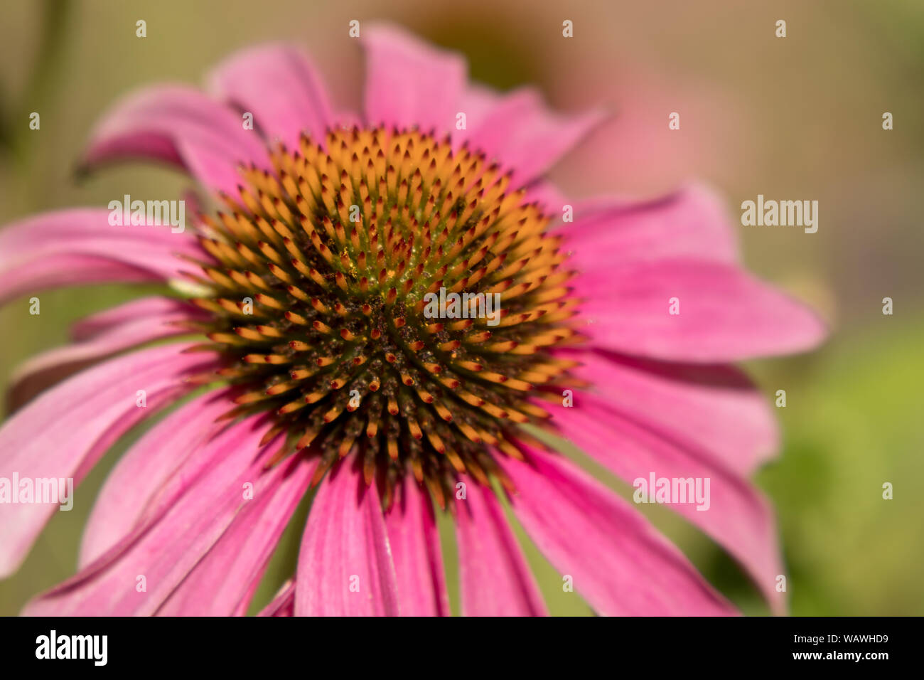 Echinacea, viola chiaro coneflower Foto Stock