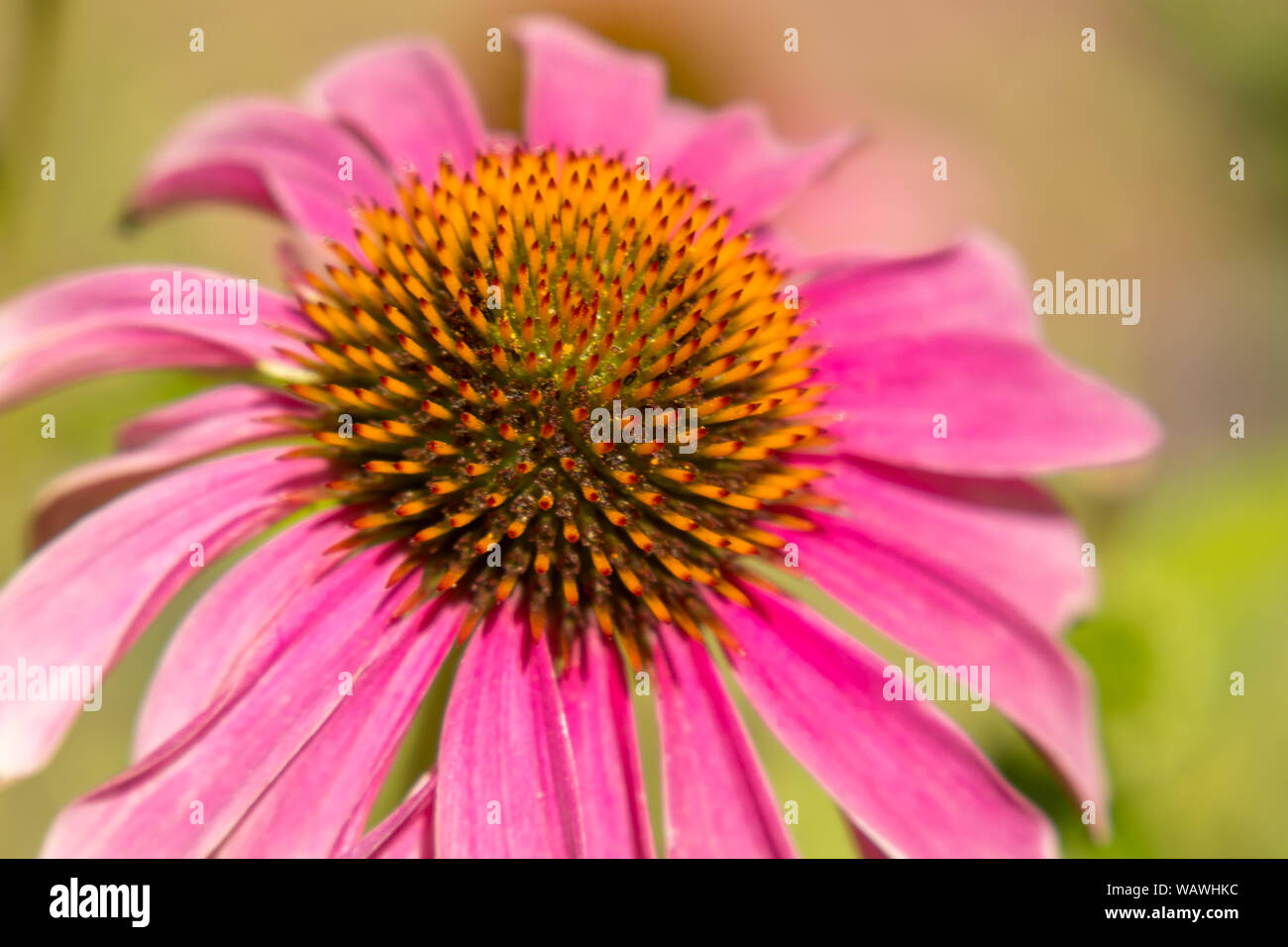 Echinacea, viola chiaro coneflower Foto Stock