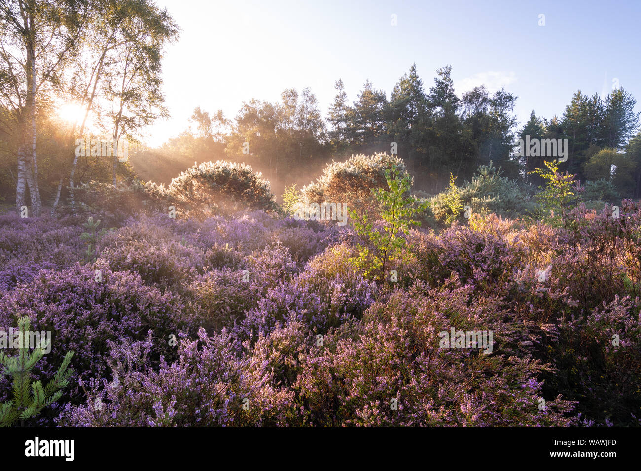 Pianura paesaggio heath a Crooksbury comune nel Surrey, Regno Unito, su una mattina d'estate con colorata fioritura heather Foto Stock