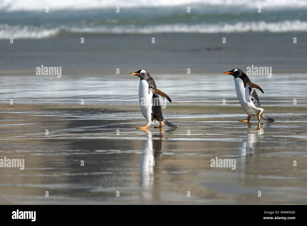 Due pinguini di Gentoo (Pygoscelis papua) camminare sulla spiaggia, Isole Falkland Foto Stock