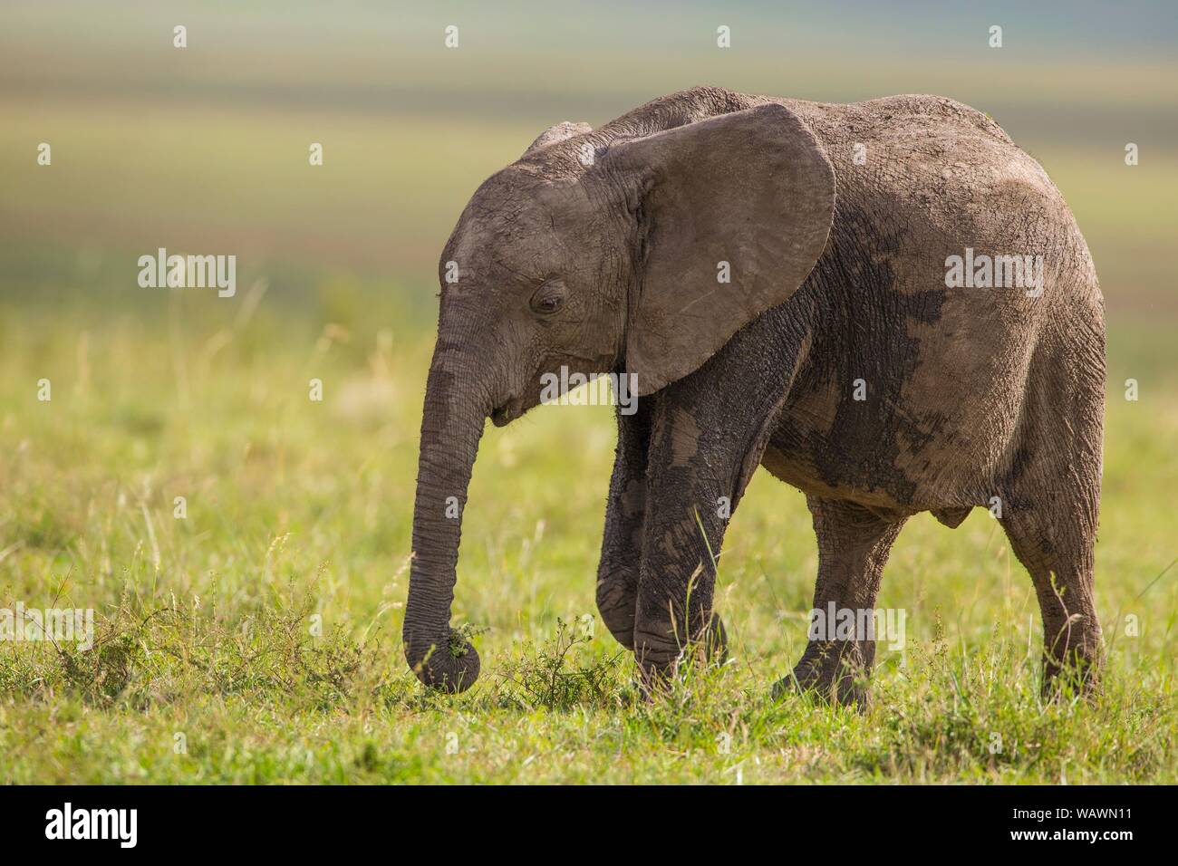 Elefante africano (Loxodonta africana), elefante calf parzialmente coperto di fango, il Masai Mara riserva nazionale, Kenya Foto Stock