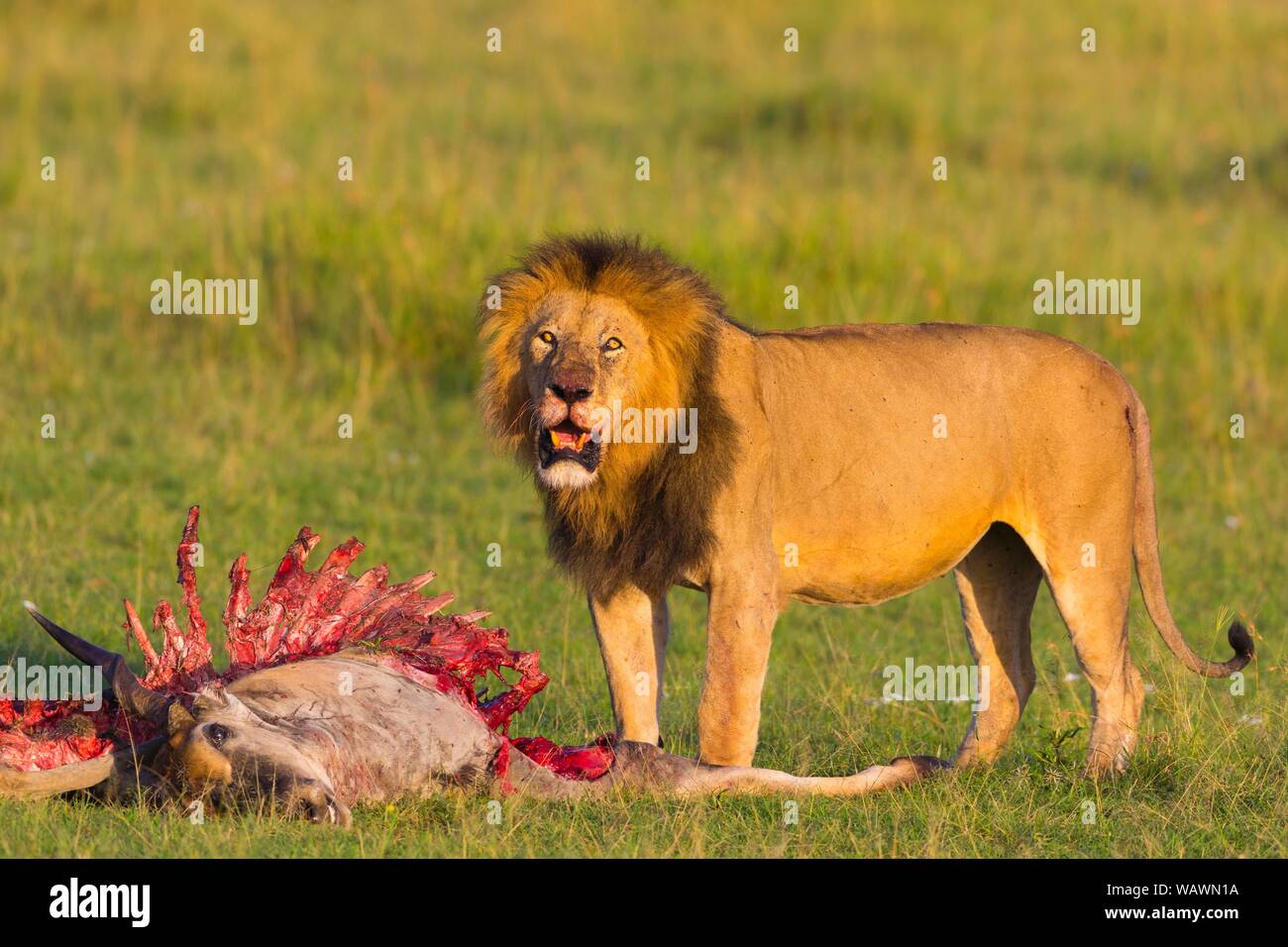 Lion (Panthera leo), maschio con scheletro, eland uccidere, il Masai Mara riserva nazionale, Kenya Foto Stock