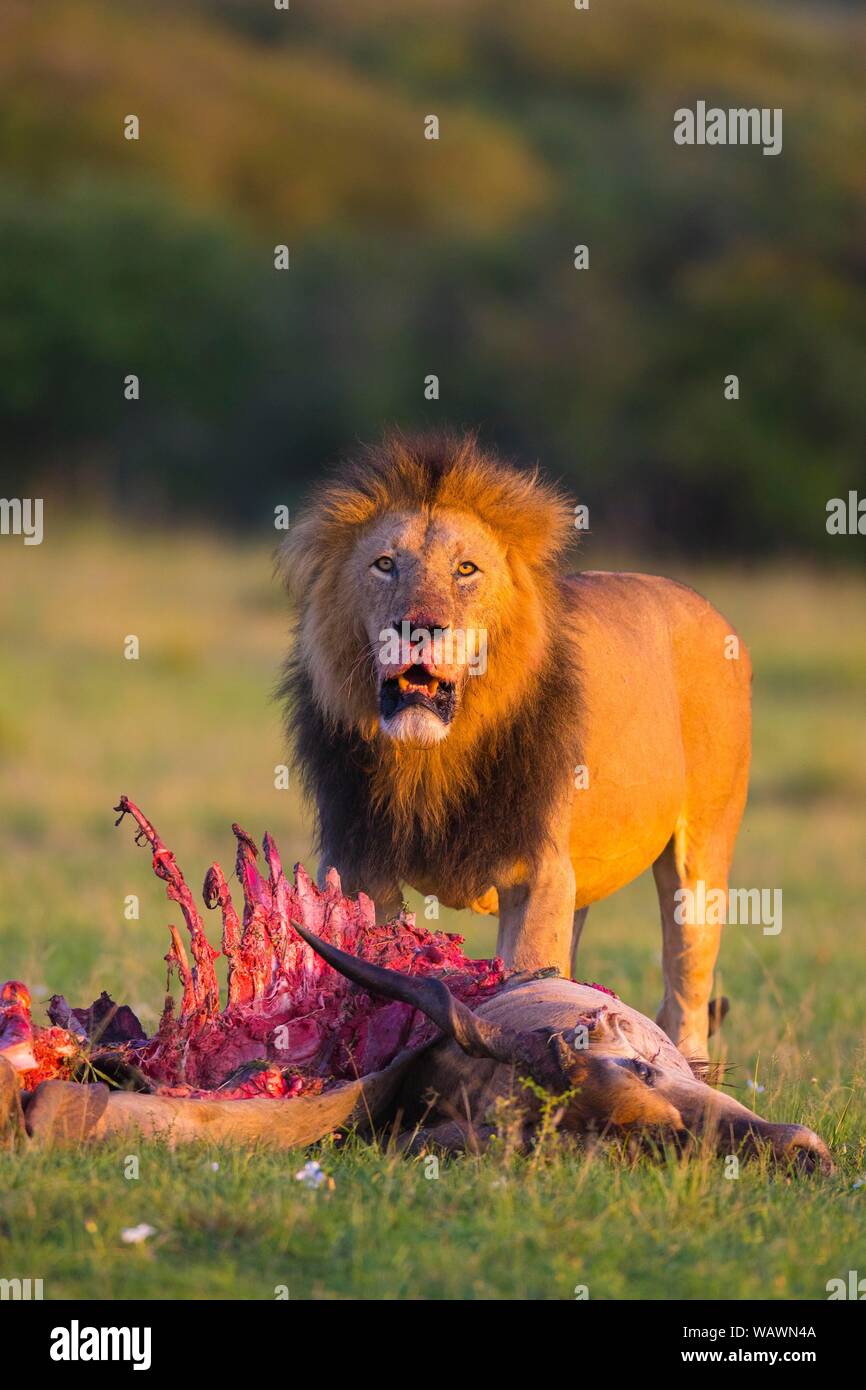 Lion (Panthera leo), maschio con scheletro, eland uccidere, il Masai Mara riserva nazionale, Kenya Foto Stock
