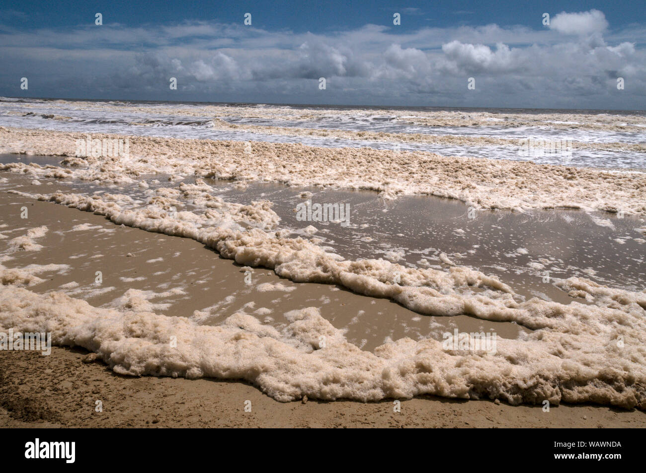 La spumeggiante maree marrone è avvenuto lungo le spiagge a testa di Alexandra sulla costa del sole nel Queensland, in Australia. A causa della recente insolito heavy r Foto Stock
