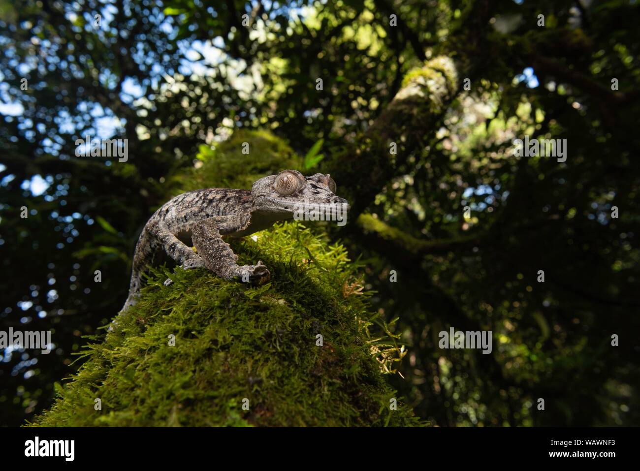 Foglie giganti-tailed gecko (Uroplatus giganteus) su mossed tronco di albero, Montagne d'Ambre National Park, Nord Madagascar Madagascar Foto Stock