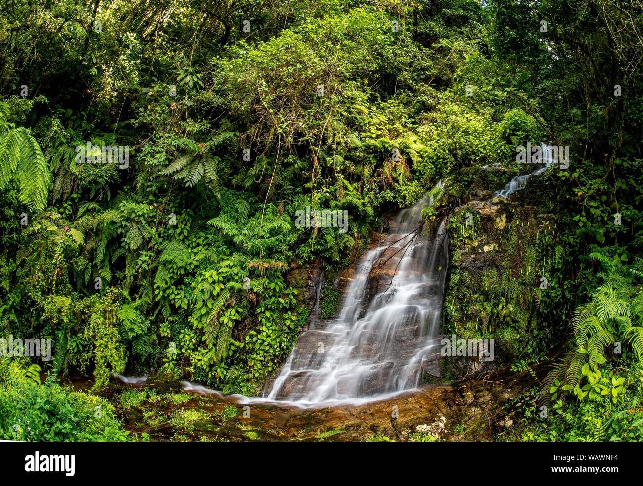 Una piccola cascata, il flusso nella foresta pluviale di Ranomafana, a sud-est del Madagascar, Madagascar Foto Stock