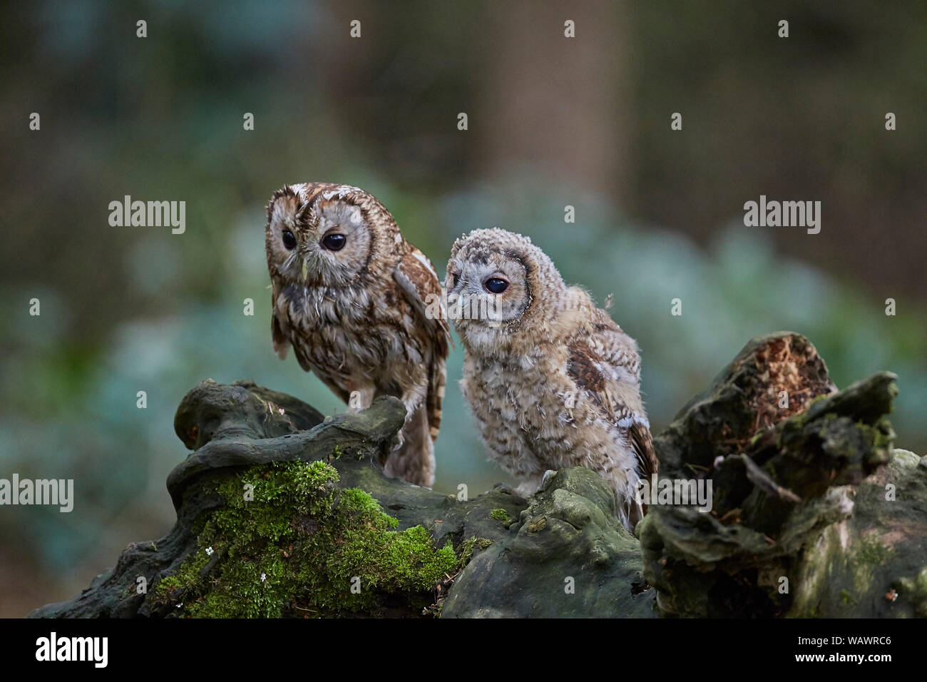 Allocco Strix aluco con pulcino che ha iniziato la ramificazione, REGNO UNITO Foto Stock