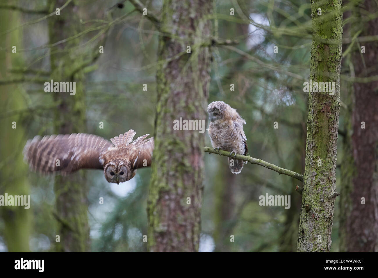 Allocco Strix aluco con pulcino che ha iniziato la ramificazione, REGNO UNITO Foto Stock