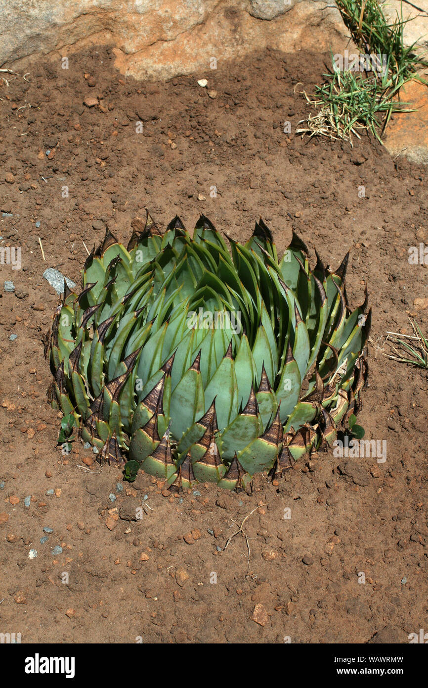 Spirale aloe, Basotho Villaggio Culturale, stato libero, Sud Africa Foto Stock