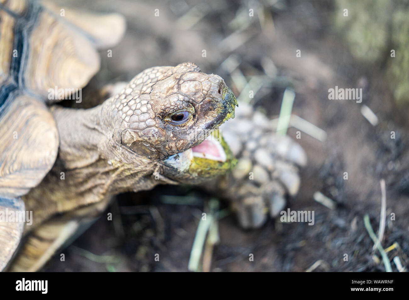 Primo piano della cute grande tartaruga di mare in Edinburgh farfalla insetto e il mondo.messa a fuoco selezionata Foto Stock
