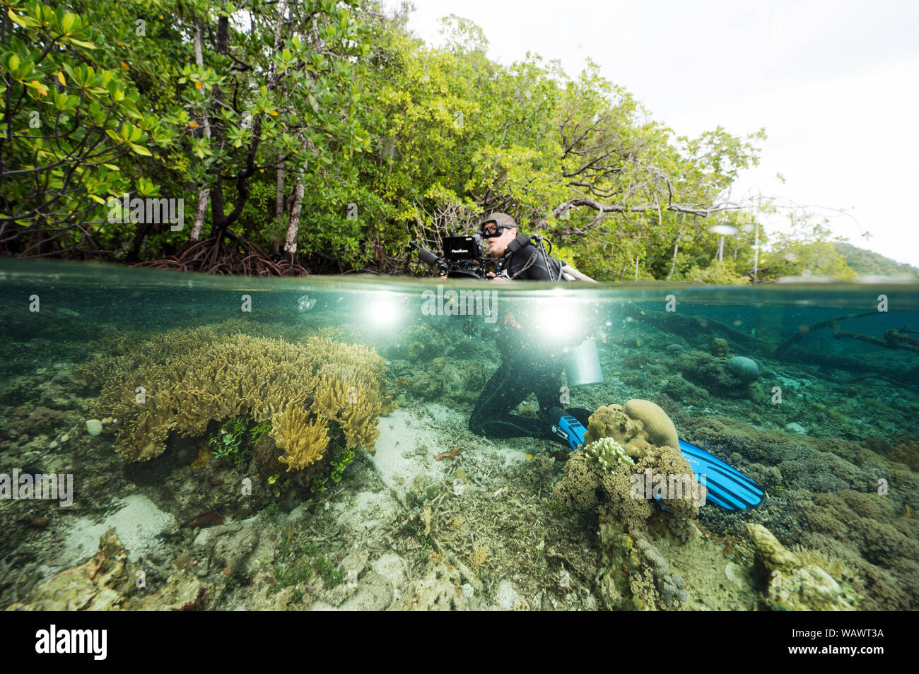 Wildlife Photographer Tim Laman riprese sopra-sotto le mangrovie e barriera corallina in Raja Ampat Indonesia. Foto Stock