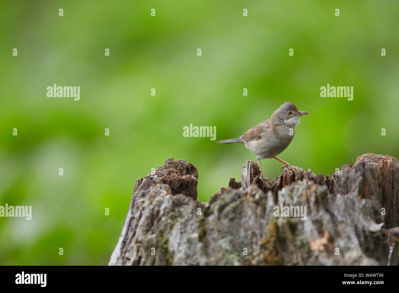 Common Whitethroat, Sylvia communis, una di medie dimensioni trillo Foto Stock