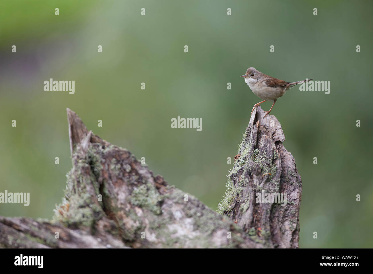 Common Whitethroat, Sylvia communis, una di medie dimensioni trillo Foto Stock