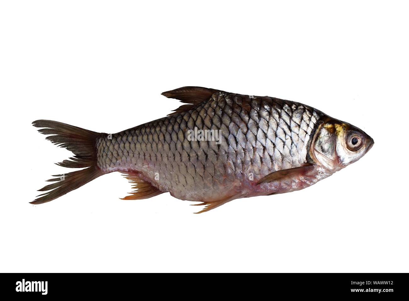 Java barb, pesce isolato su sfondo bianco, aquacultur importanti specie di acqua dolce in Thailandia Foto Stock