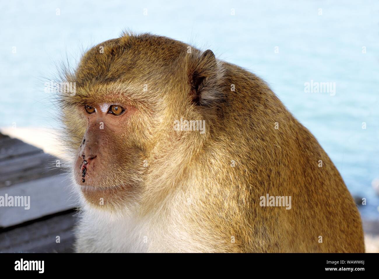 Golden hairy monkey con il volto insanguinato con occhi tristi,lunga coda macaque, Macachi mangiatori di granchi, condizione di animali feriti dopo la guerra e combattimenti Foto Stock