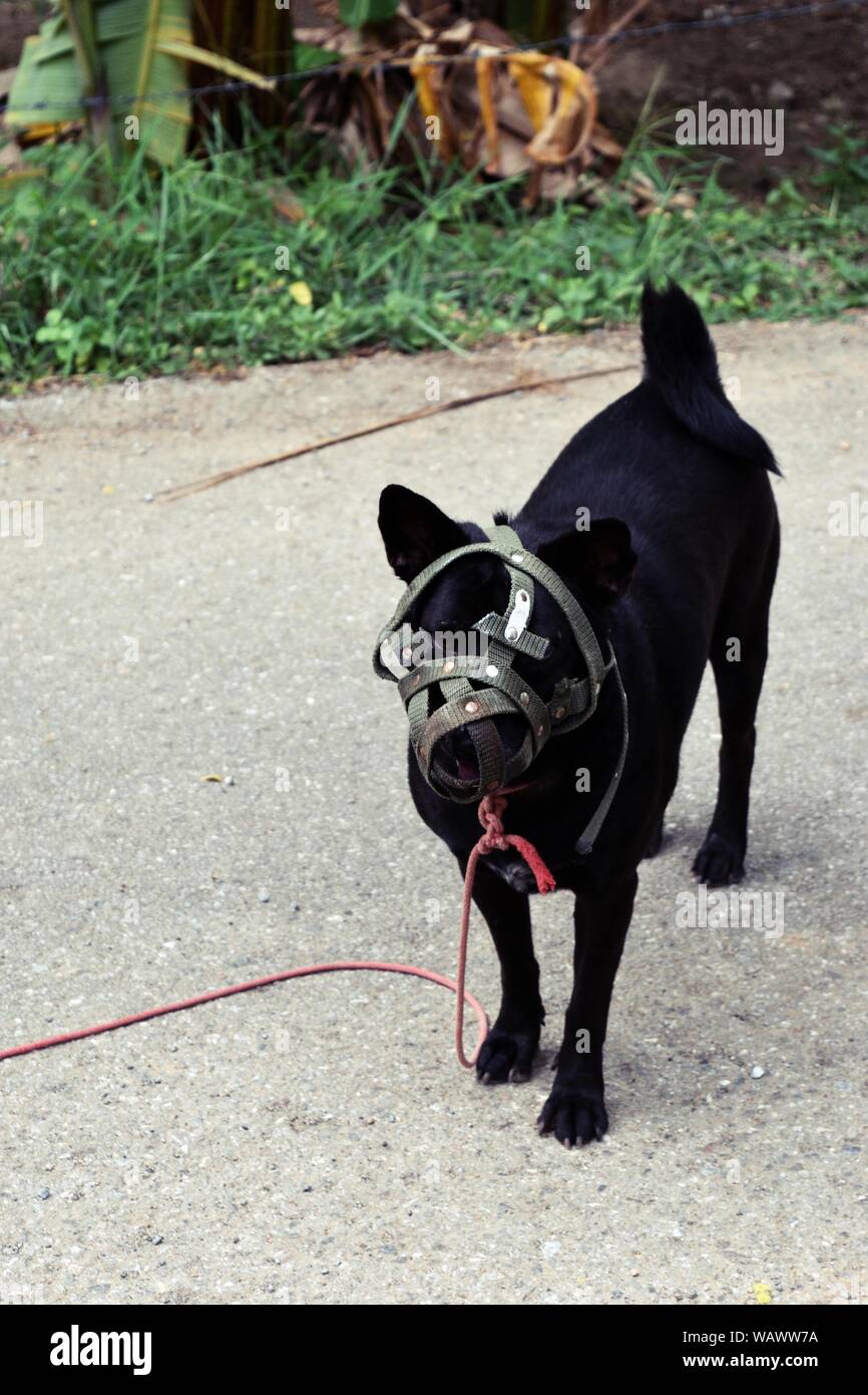 Il nero a pelo corto cane bocca è stata coperta con museruola, Pet permanente sulla massa grigia con cavo rosso legato al collo Foto Stock