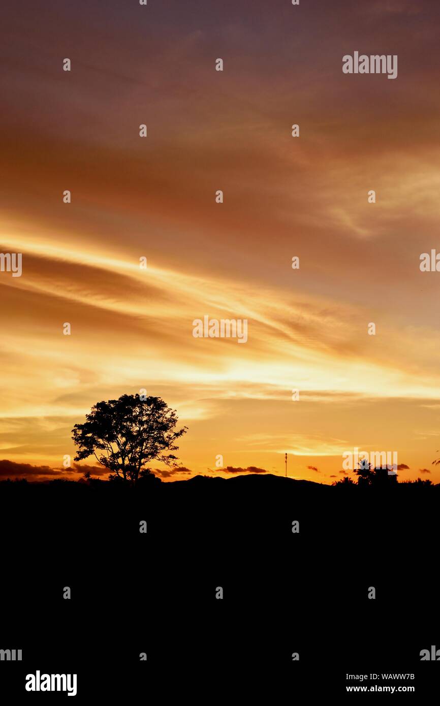 Silhouette di alberi con belle golden sky al tramonto, foto indietro - luce all'orizzonte cominciarono a diventare di colore arancione e viola e rosa cloud Foto Stock