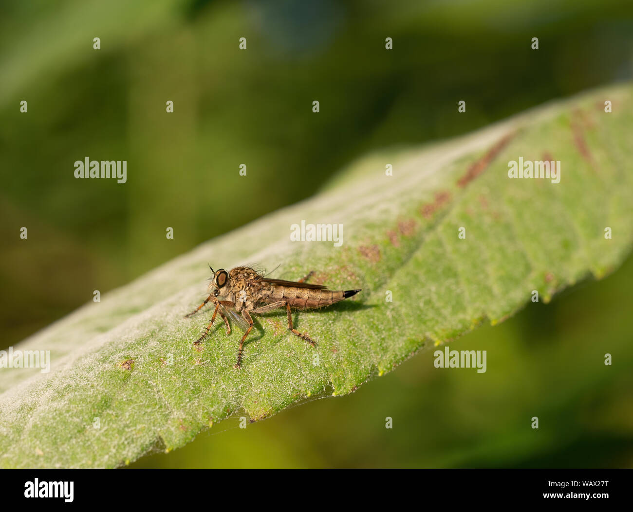 Rapinatore volare aka assasin fly (Asilidae) con la preda. Foto Stock