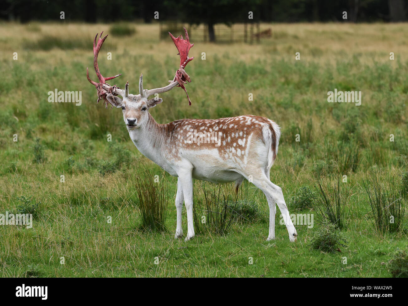 Attingham Park, Shropshire, Regno Unito 22 agosto 2019 Oh deer! Un daino buck guardando un po' scabrosi dopo la perdita del velluto che copre la pelle dalle sue corna di cervo in preparazione per i solchi stagione al Attingham Park in Shropshire. Il cervo crescere nuovi palchi ogni anno e la pelle fornisce nutrienti e il flusso di sangue alla crescente corna osso sottostante. Credito: David Bagnall/Alamy Live News Foto Stock