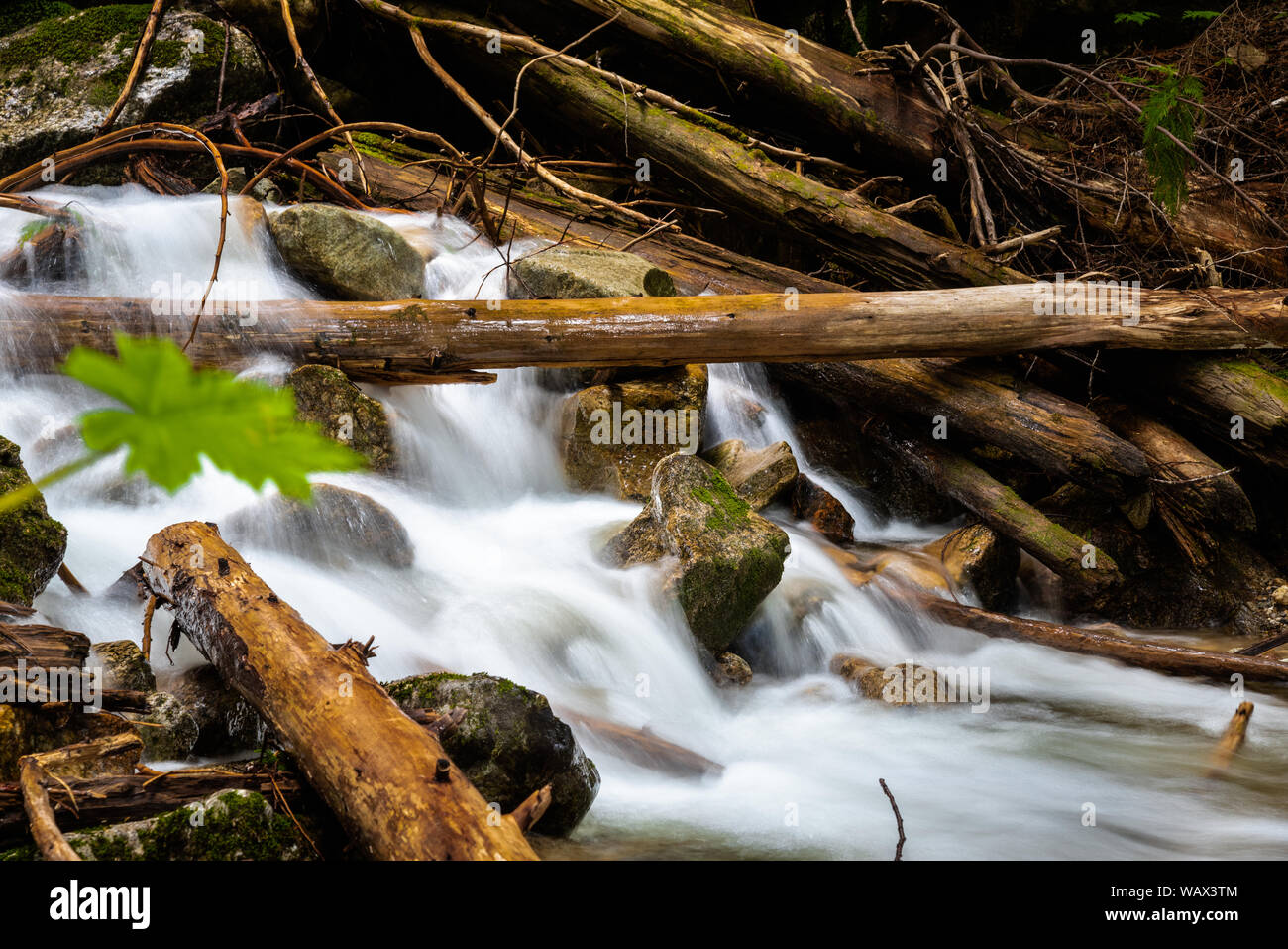 Una piccola cascata in una foresta Foto Stock