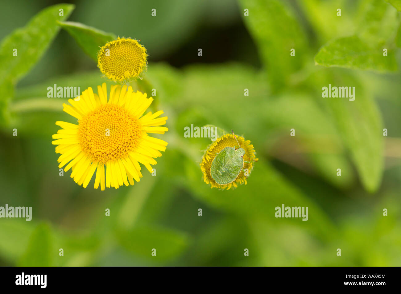 Un verde bug di protezione, Palomena prasina, poggiante su comuni Fleabane fiori, Pulicaria dysenterica, in una giornata di sole in agosto. Nord Inghilterra Dorset Regno Unito GB. Foto Stock
