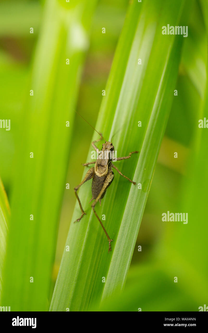 Una boccola scuro-cricket, Pholidoptera griseoaptera, in appoggio su una canna stelo in una giornata di sole in agosto. Nord Inghilterra Dorset Regno Unito GB Foto Stock