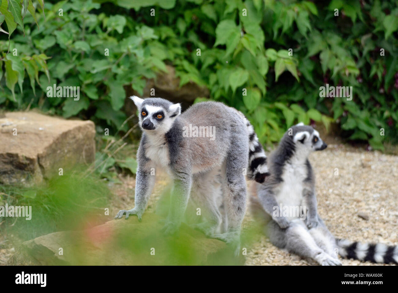 Anello-tailed lemuri in Madagascar involucro a Cotswold Wildlife Park, burford, Oxfordshire, Regno Unito. Parte del Cotswolds. Foto Stock
