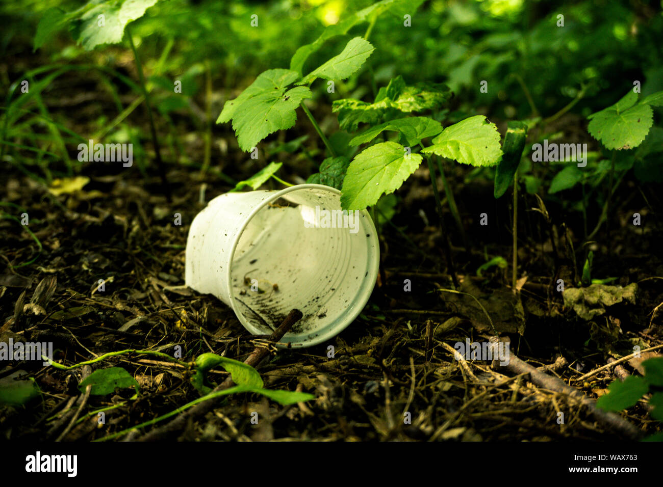 Vista frontale di un bicchiere di plastica che si trova in una zona boscosa inquinare l'ambiente mentre le piante giovani cercano di crescere, Foto Stock