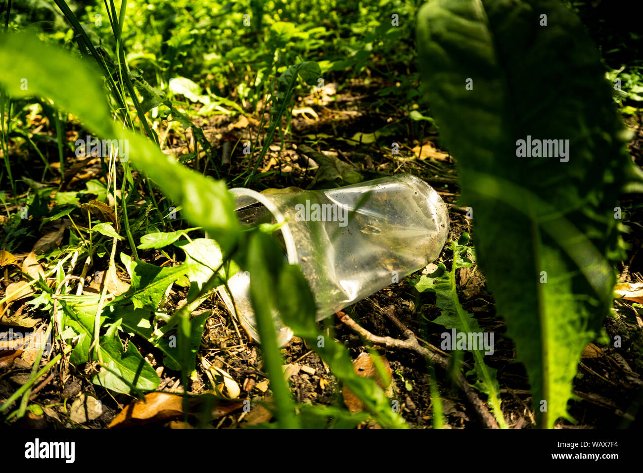 Una plastica trasparente cup si trova in una zona boscosa inquinare l'ambiente Foto Stock