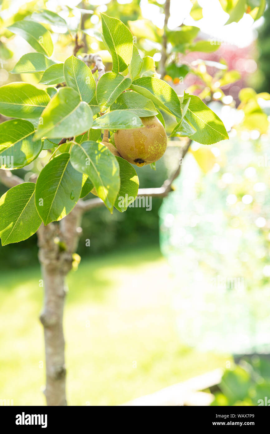 Piccolo patio Pear Tree, retroilluminato Foto Stock