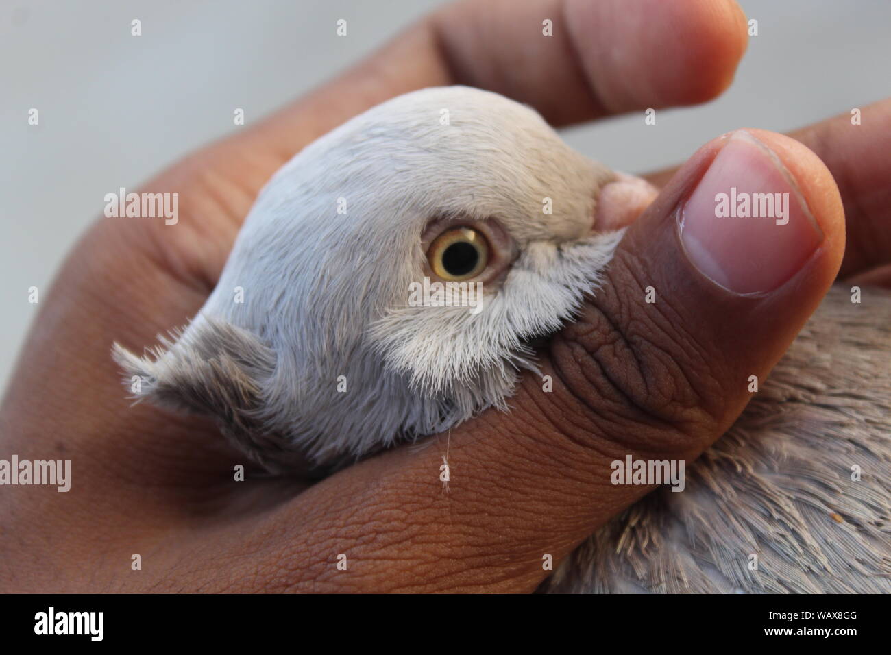Un meraviglioso Piccione di fantasia Foto Stock
